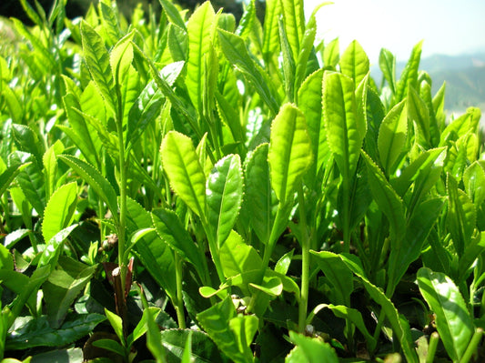 Té Verde: Un Legado Milenario
