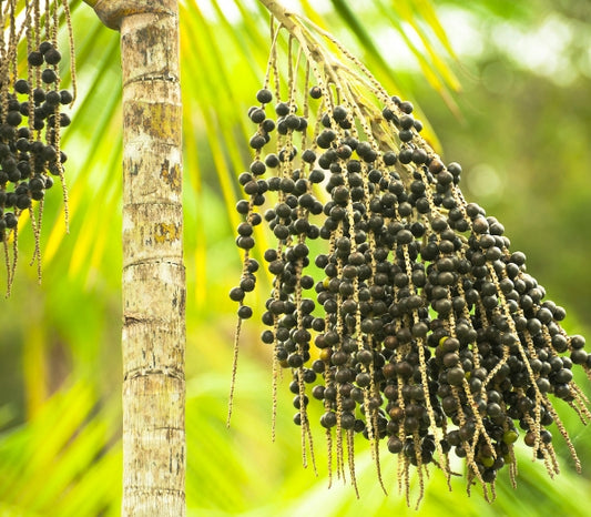 Açaí Berry: ¿Para qué Sirve?