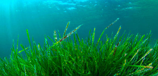 Espirulina en estado natural, cianobacteria azul-verdosa rica en ficocianina