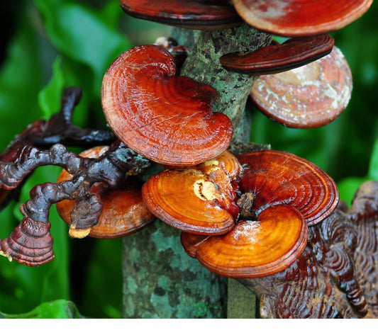 Ganoderma Lucidum: El Hongo de la Inmortalidad