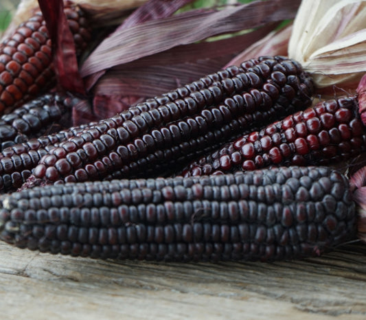 Maíz Morado el Superalimento Ancestral